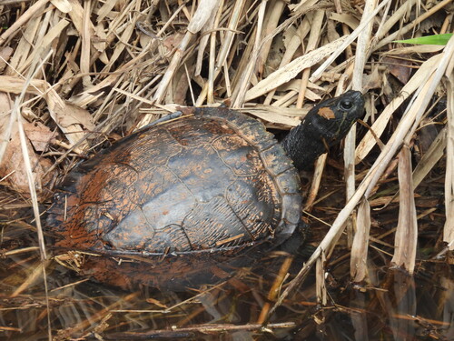 Trachemys scripta