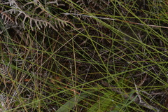 Netrostylis capillaris