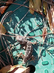 Tarentola mauritanica