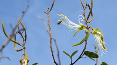 Bauhinia curvula
