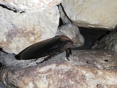 Blaberus craniifer