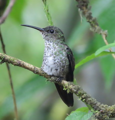 Taphrospilus hypostictus