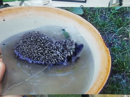アムールハリネズミ
