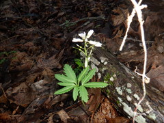Cardamine concatenata