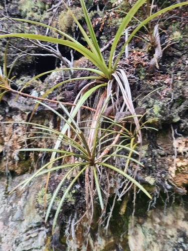 Pseudopanax linearis, photograph 6