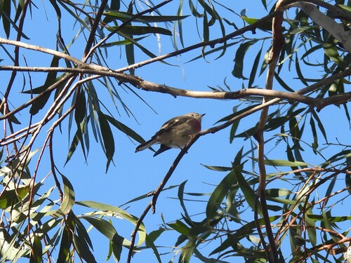 Rose Robin (Petroica rosea), photo 4