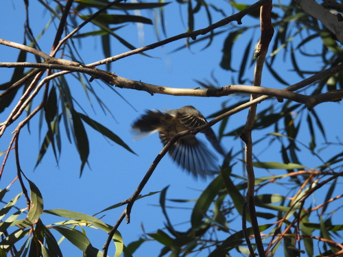 Rose Robin (Petroica rosea), photo 5