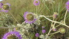 Chresta sphaerocephala