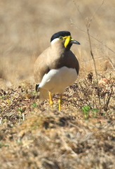Vanellus malabaricus