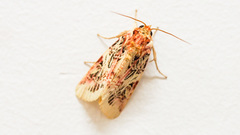 Spodoptera picta