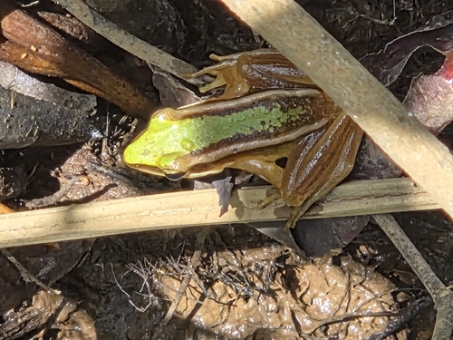 Hylarana erythraea