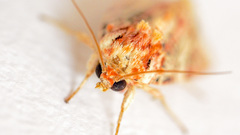 Spodoptera picta