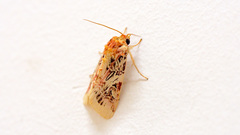 Spodoptera picta