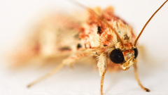 Spodoptera picta