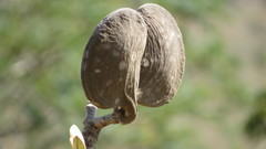 Aspidosperma macrocarpon