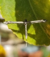 Anstenoptilia