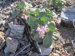 Cycladenia humilis