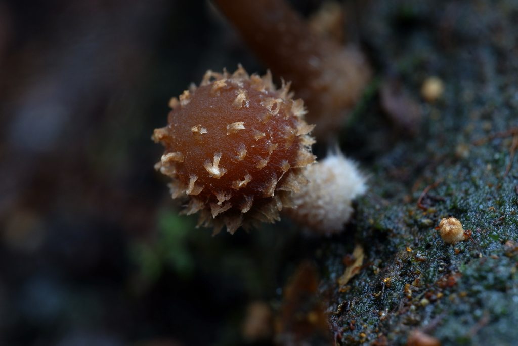 Psathyrella echinata · April 2026 · photo: © celadonfern (iNaturalist, cc-by)