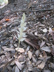 Cephalanthera austiniae
