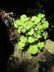 Boykinia occidentalis