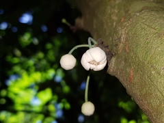 Unonopsis osae