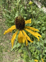 Rudbeckia texana