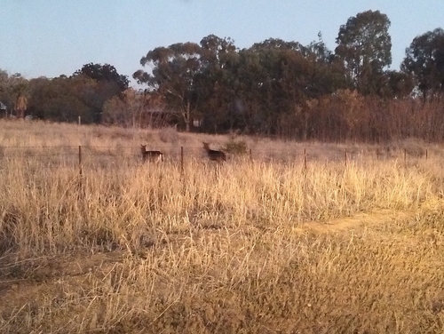 European Fallow Deer