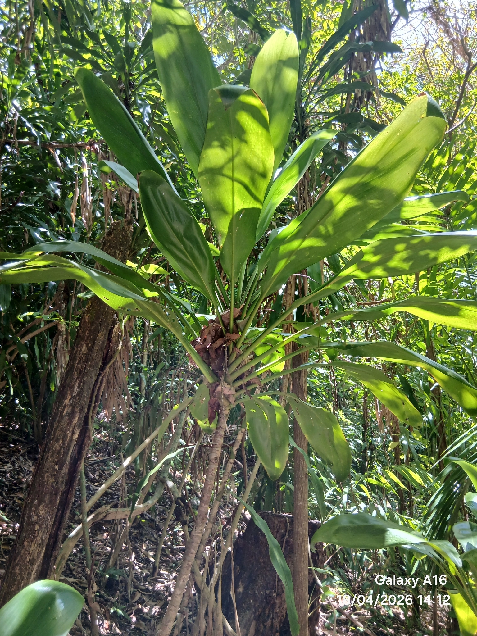 Foto de Cordyline fruticosa (L.) A.Chev.