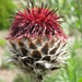 Centaurea calocephala - Photo (c) Lokal_Profil, osa oikeuksista pidätetään (CC BY-SA)