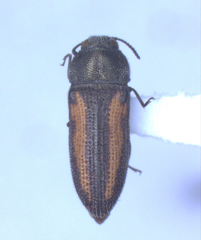 Acmaeodera quadrivittatoides