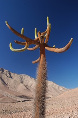 Browningia candelaris