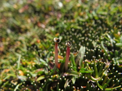 Phylloscirpus deserticola