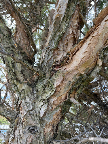 Paperbark Thorn