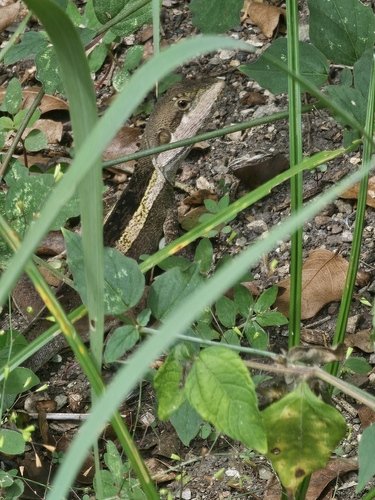 Lophognathus temporalis observed 2026-04-20