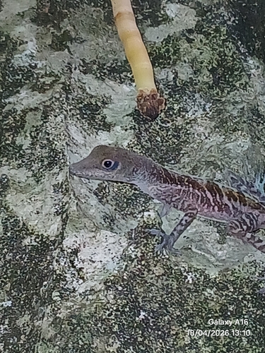West Cuban Anole, Anolis bartschi