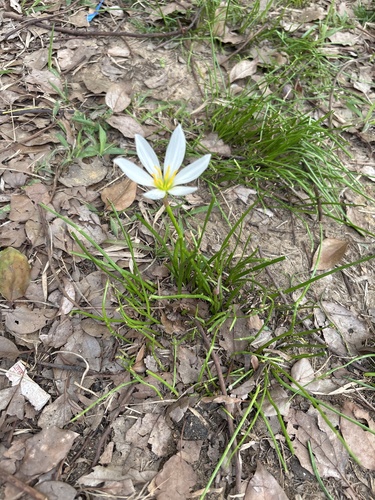 White rain-lily