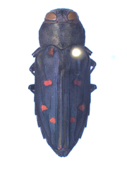 Chrysobothris octocola