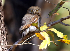 Glaucidium radiatum