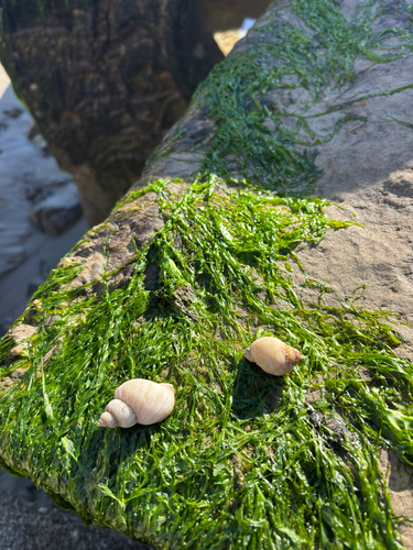 Nucella lapillus