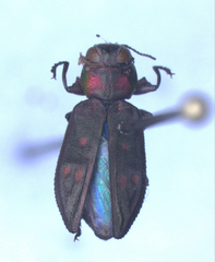 Chrysobothris lateralis