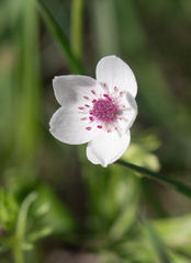 Morten Ross, CC BY, iNaturalist via GBIF Anemone tschernaewii, photograph Morten Ross, CC BY, iNaturalist via GBIF