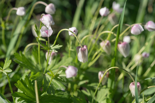 Anemone tschernaewii, photograph 5