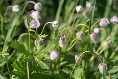 Anemone tschernaewii, photograph Morten Ross, CC BY, iNaturalist via GBIF