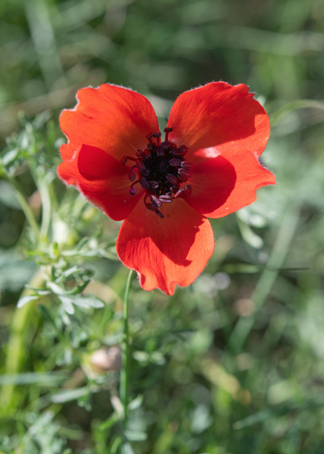Anemone bucharica, photograph 2