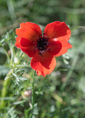 Morten Ross, CC BY, iNaturalist via GBIF Anemone bucharica, photograph Morten Ross, CC BY, iNaturalist via GBIF