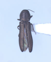 Agrilinae