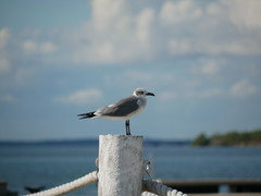 Leucophaeus atricilla