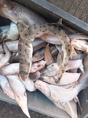 Graceful catshark (Proscyllium habereri) — Proscylliidae — 3