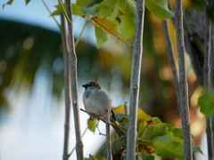 Passer domesticus