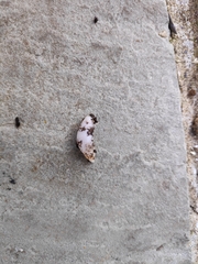 Selenochlamys ysbryda